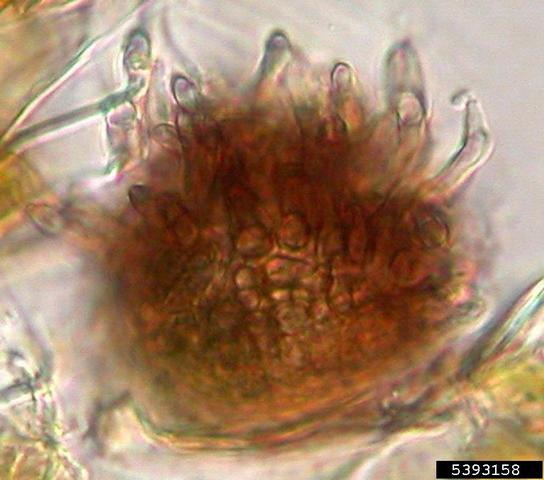 Mancha foliar del plátano o enfermedad de la Sigatoka
