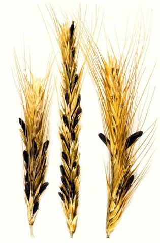 Cornezuelo o ergot de centeno y trigo