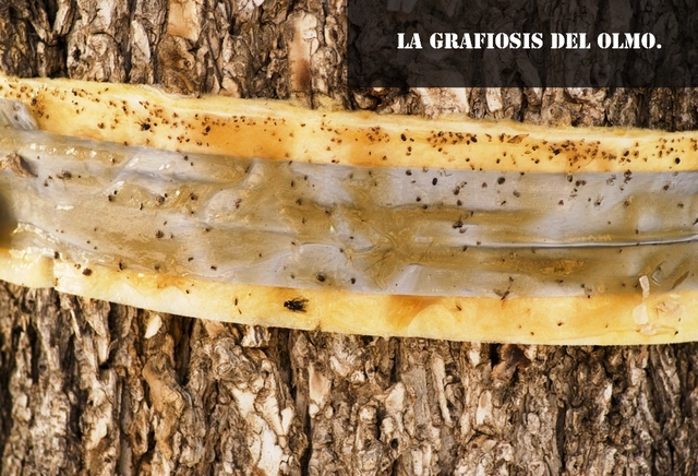 Enfermedad del olmo holandés