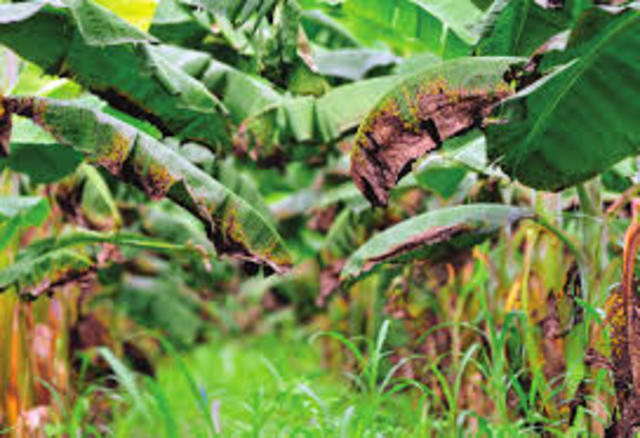 Mancha de hoja de plátano o enfermedad de Sigatoka