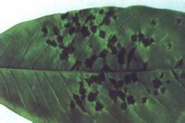 Tizón de la hoja de caucho