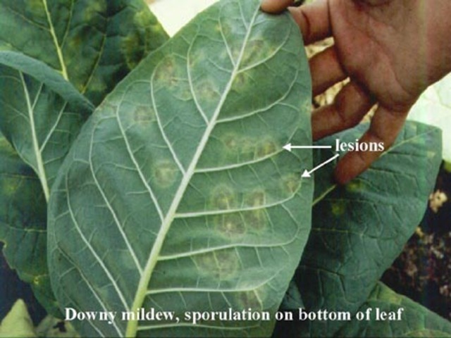 Moho velloso del tabaco