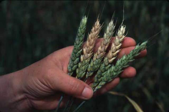 Costra de trigo provocada por Fusarium