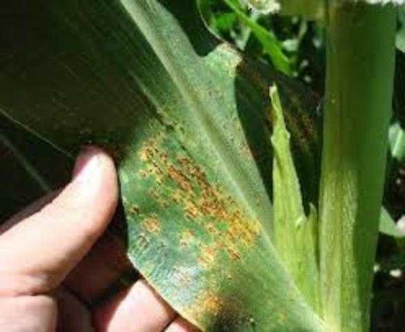 Tizón de la hoja del maíz del sur