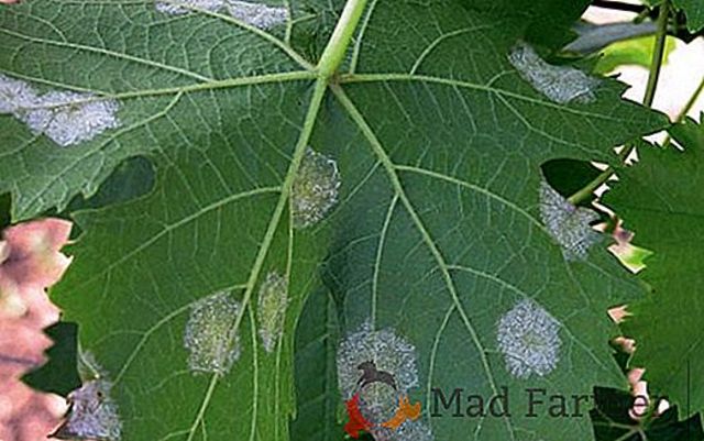 Moho polvoriento de uvas