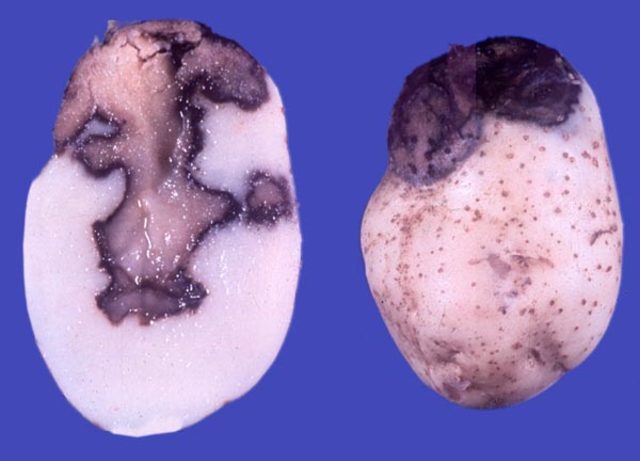 Tizón tardío de la papa