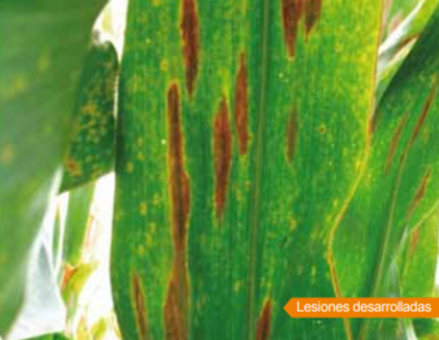 Tizón de la hoja de maíz del sur/Estados Unidos