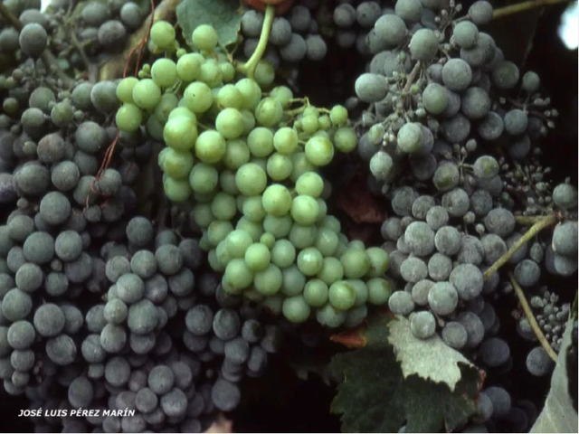Oídio en uvas/Alrededor del mundo