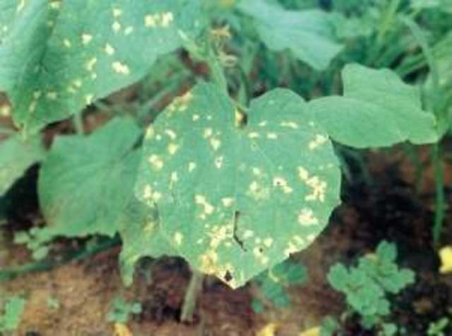 Mildiu velloso/Estados unidos-Europa