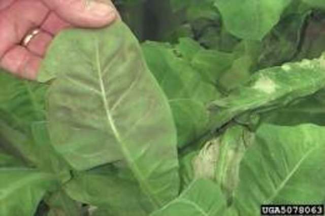 Moho azul del tabaco/Estados Unidos-Europa