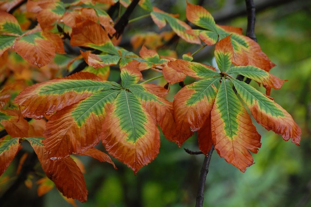 Tizón del castaño/Estados Unidos