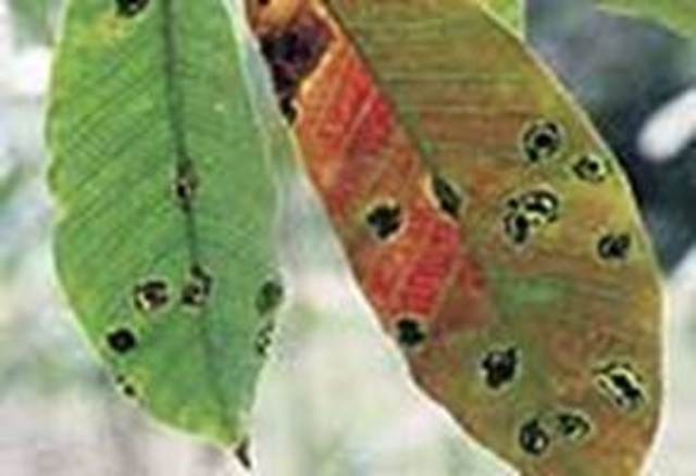 Tizón de la hoja de caucho/América del Sur