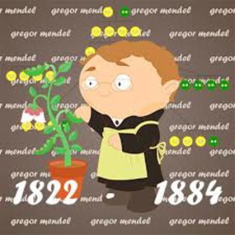 Mendel descubre las leyes de la genética