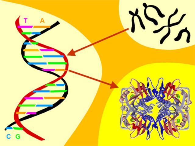 Gorrod formuló el concepto de los herrores innatos del metabolismo humano