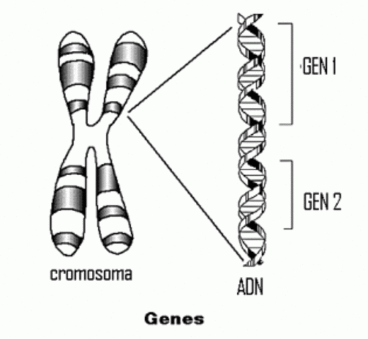 Avery, Mclead y McCarty demostraron que el ADN es material hereditario
