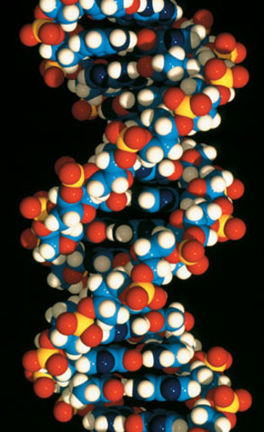 Watson y Crick describen la estrctura del ADN de doble hélice