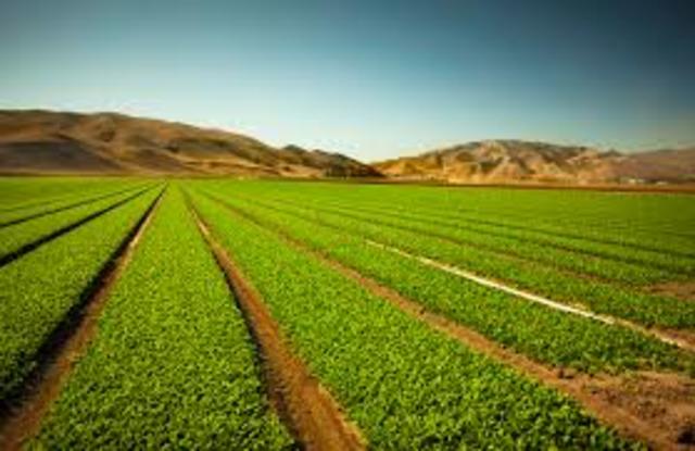 Producción intensiva y extensiva