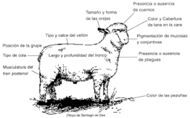 Comienza a expandirse la producción de lana