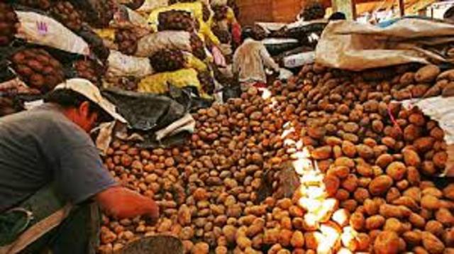 INICIO DEL CULTIVO EN EL PERU