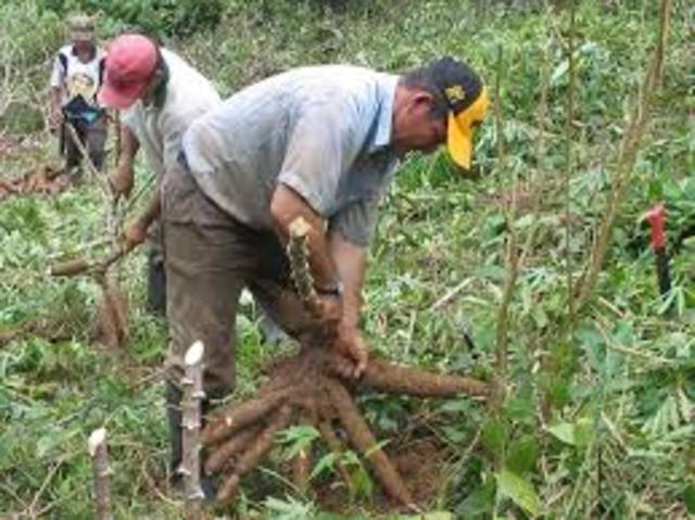 CULTIVO EN EL PERU
