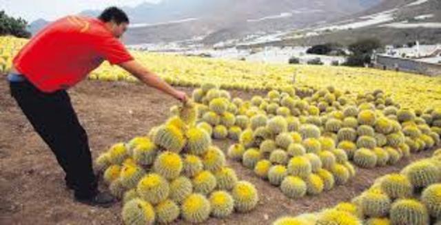 CULTIVO DE CACTUS