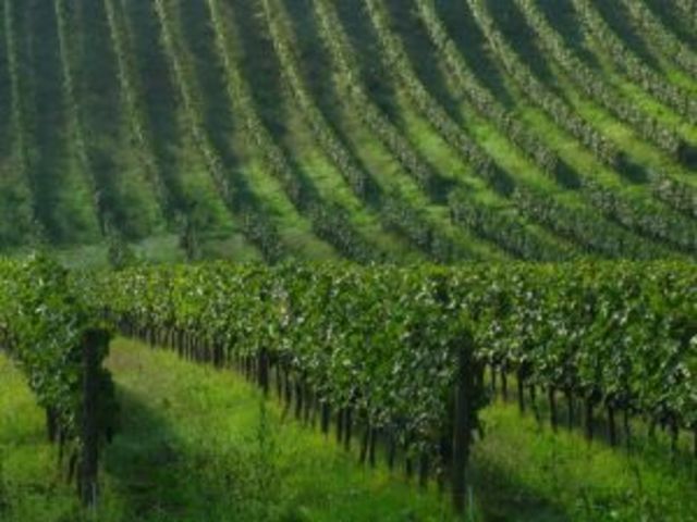 cosecha de productos cultivados