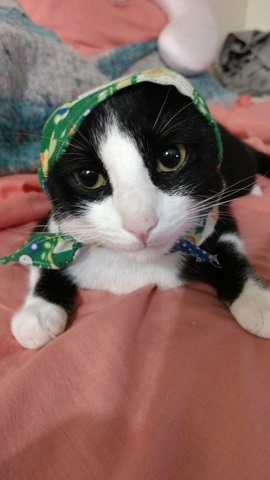 ¿que pienso estudiar?