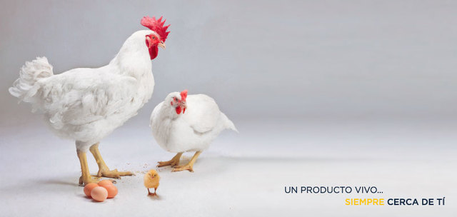 *CENTRO REPRODUCCIÓN AVÍCOLA TEOPISCA