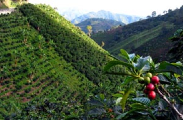 CRITERIOS DE DELIMITACION DEL PAISAJE CAFETERO COLOMBIANO