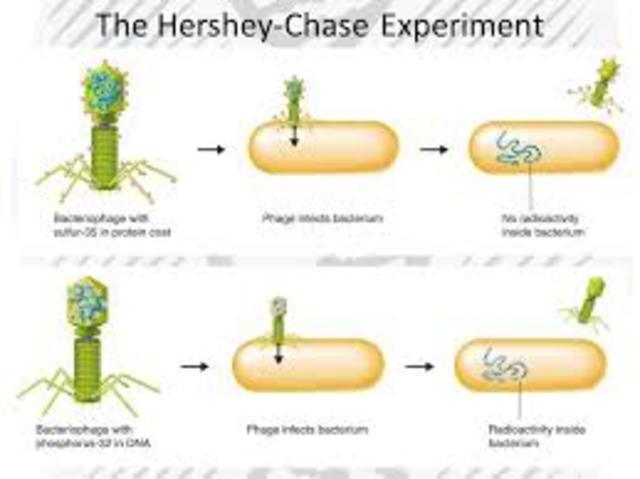 El ADN como material  Hereditario ( Hershey-Chase)