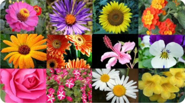 Plantas ornamentales.