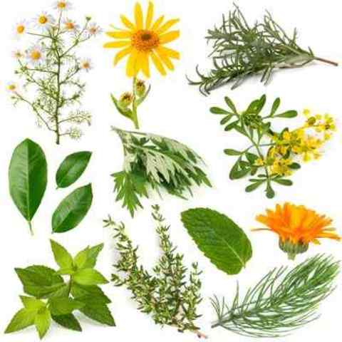 Plantas medicinales
