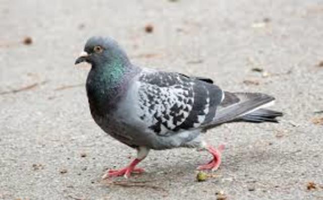 palomas mensajeras (1572-1574)