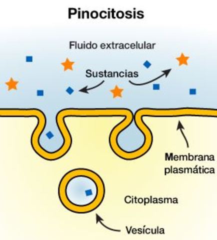 PINOCITOSIS