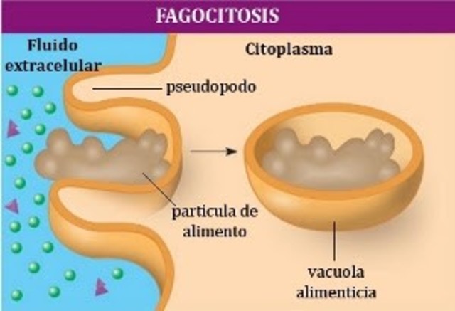 FAGOCITOSIS