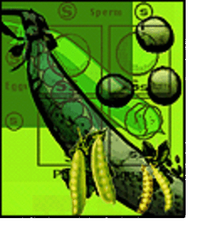 Mendel's work finally discovered