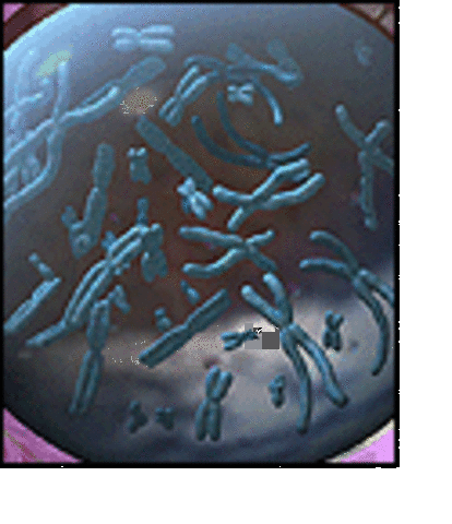 The start of the Human Genome Project