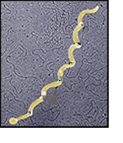 Microbial Genome Project