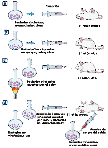 Avery, McLeod y McCarty. El principio transformante es ADN.