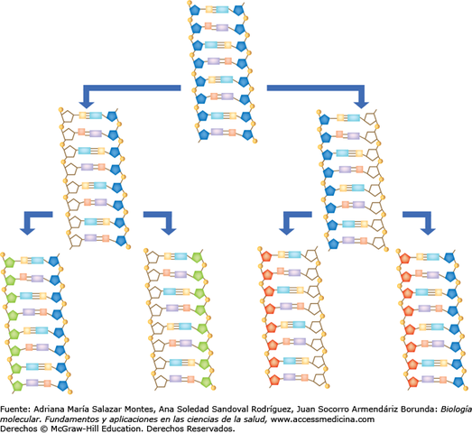 Lord Alexander Robertus - Enlaces fosfodiéster.