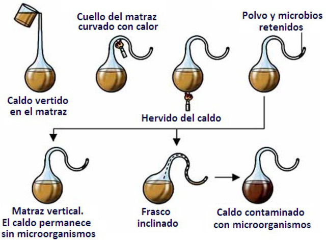Se refutó teoría de la generación espontánea