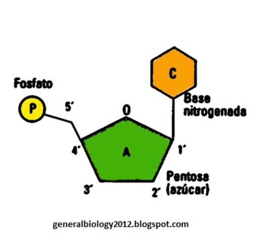 Phoebus Levene, "Nucleótidos".