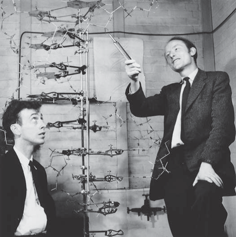 Estructura del ADN - Modelo de Watson y Crick