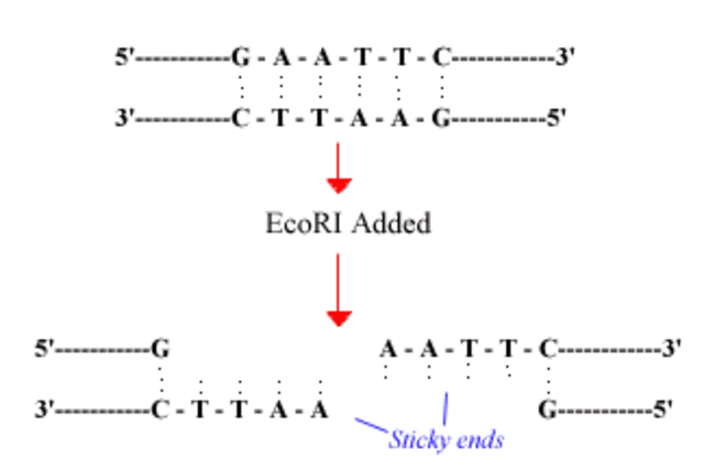 Descubrimiento de enzimas de restricción