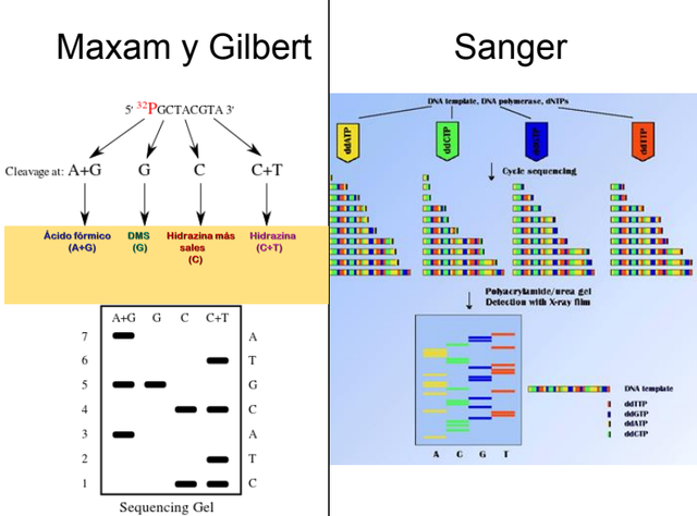 Primeras técnicas de secuenciamiento del ADN