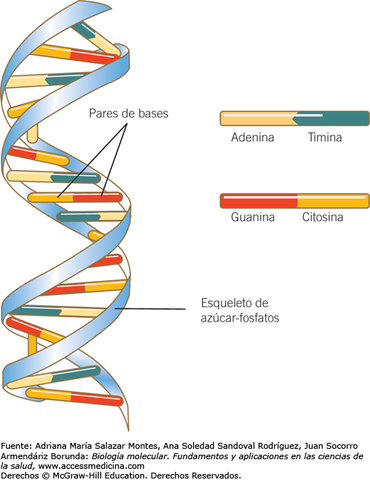 William Thomas Astbury y  Florence Bell: Estudios de difracción por Rayos X