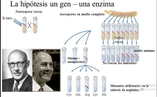 George Wells Beadle y Edward Lawrie Tatum: Neurospora crassa
