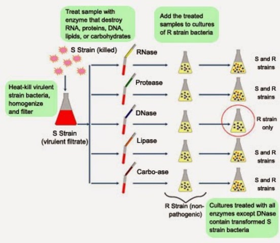 Principio transformante era ADN:  Avery, MacLeod y McCarty
