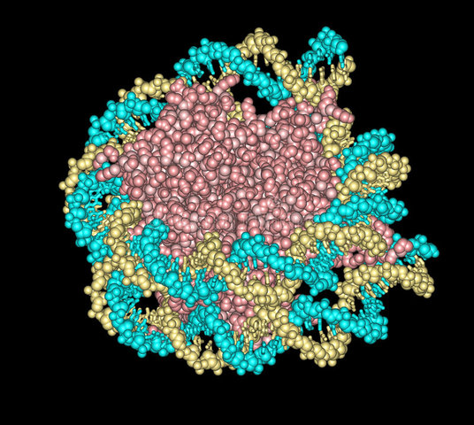 Funcionamiento de un complejo de proteínas implicadas en casos de cáncer y enfermedades poco comunes