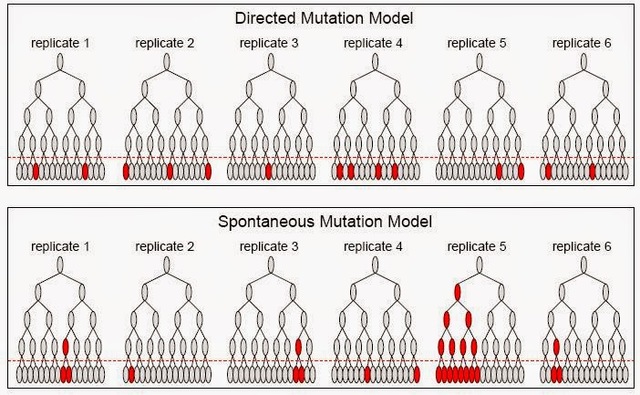 A Luria, Delbrück y Alfred Day Hershey